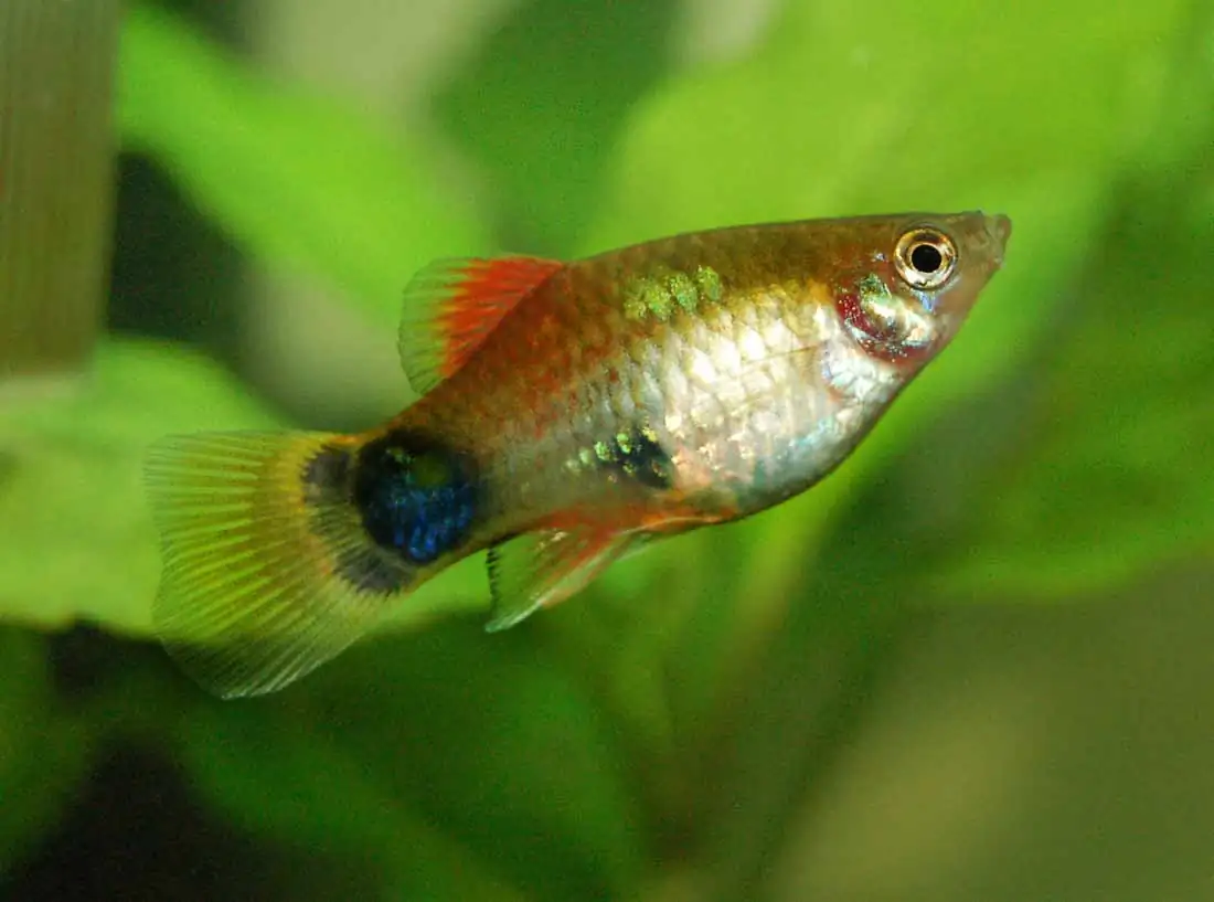 Assorted Mickey Mouse Platy